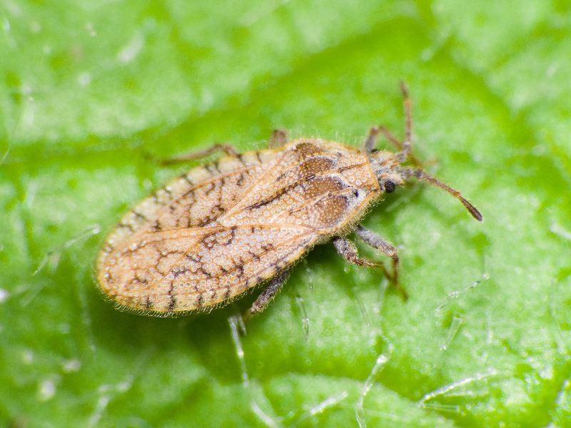 Tingis (Neolasiotropis) pilosa (Hummel, 1825)